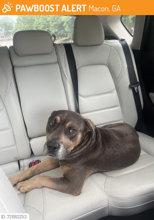 Found/Stray Male Dog last seen Near Mercer Village, Mercer Campus, outside Margaritas, Macon, GA 31204