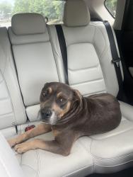 Found/Stray Male Dog last seen Near Mercer Village, Mercer Campus, outside Margaritas, Macon, GA 31204