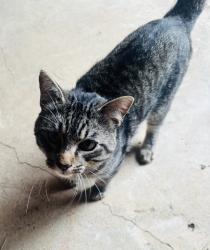 Found/Stray Female Cat last seen Hialeah and Fairmount dr of Park Springs blvd, Arlington, TX 76017