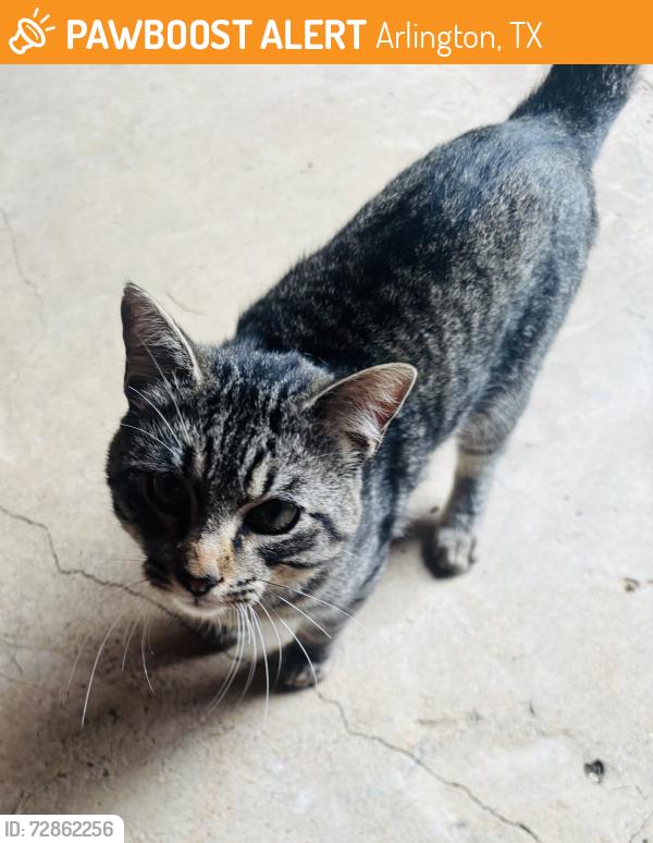 Found/Stray Female Cat last seen Hialeah and Fairmount dr of Park Springs blvd, Arlington, TX 76017