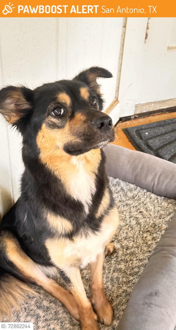 Found/Stray Female Dog last seen Tezel & King Cross, San Antonio, TX 78254