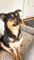 Found/Stray Female Dog last seen Tezel & King Cross, San Antonio, TX 78254