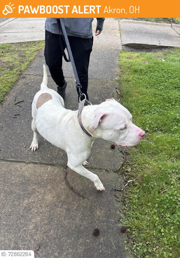 Found/Stray Male Dog last seen Goodyear heights , Akron, OH 44305