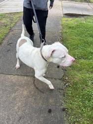 Found/Stray Male Dog last seen Goodyear heights , Akron, OH 44305