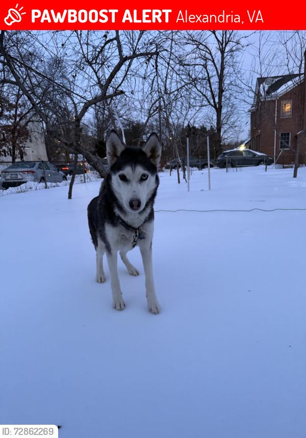 Lost Female Dog last seen Nova community college, Alexandria, VA 22311