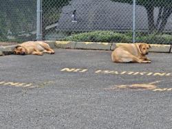 Found/Stray Male Dog last seen T St and Sherman St, Tacoma, WA 98404