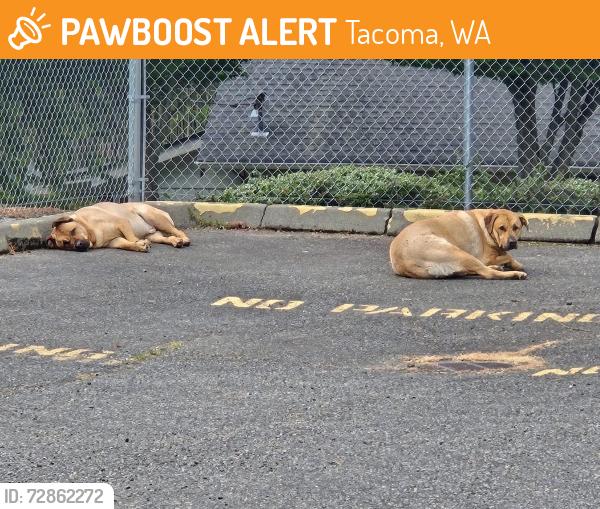 Found/Stray Male Dog last seen T St and Sherman St, Tacoma, WA 98404