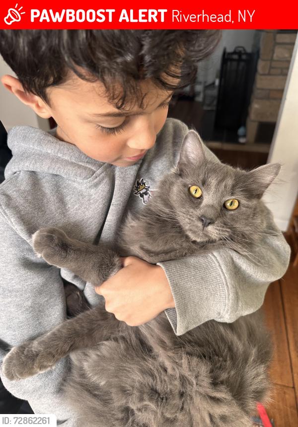 Lost Male Cat last seen Hallock St., Ackerly st., duryea st. Roanoke ave. , Riverhead, NY 11901