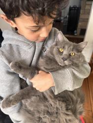 Lost Male Cat last seen Hallock St., Ackerly st., duryea st. Roanoke ave. , Riverhead, NY 11901