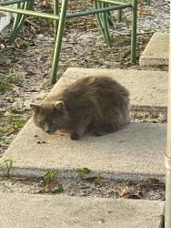 Found/Stray Unknown Cat last seen Gale place , Sanford, FL 32773