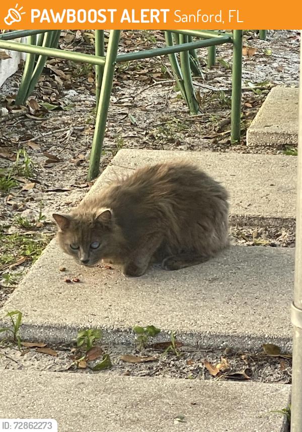 Found/Stray Unknown Cat last seen Gale place, Sanford, FL 32773