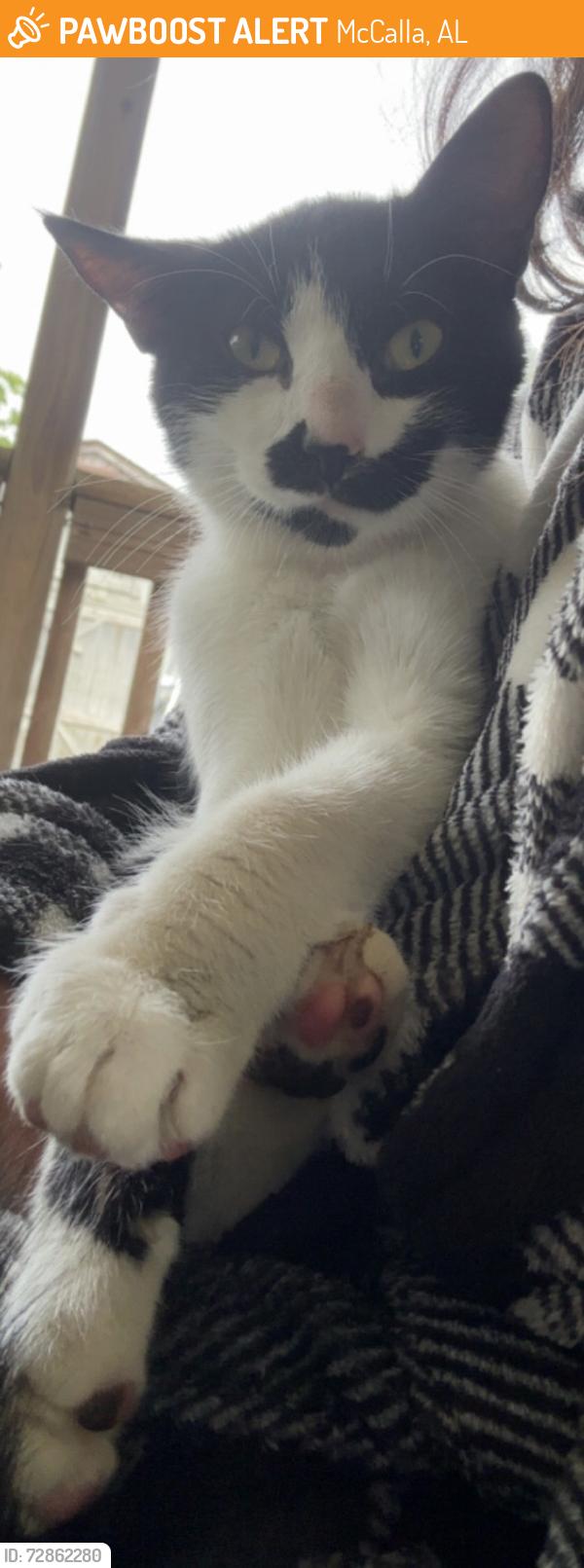 Found/Stray Female Cat last seen Austin Whereabouts, McCalla, AL 35111