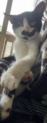 Found/Stray Female Cat last seen Austin Whereabouts, McCalla, AL 35111