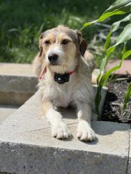 Lost Female Dog last seen Near Clear Brook dr Knoxville TN, Brentmoore subdivision , Knoxville, TN 37922