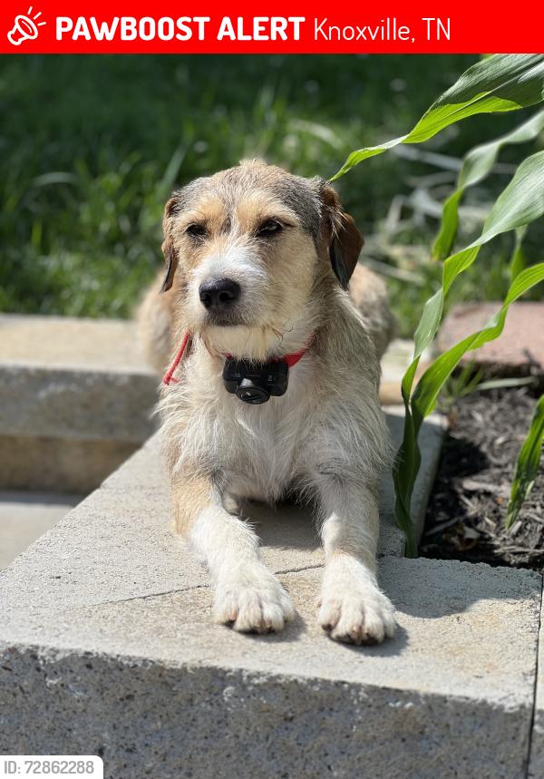 Lost Female Dog last seen Near Clear Brook dr Knoxville TN, Brentmoore subdivision , Knoxville, TN 37922