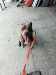 Found/Stray Male Dog last seen US1 & Lewis Blvd, St. Augustine, FL 32084
