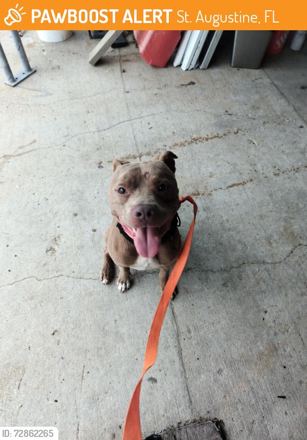Found/Stray Male Dog last seen US1 & Lewis Blvd, St. Augustine, FL 32084