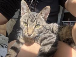 Lost Male Cat last seen Near churchward street, San Diego, CA 92114