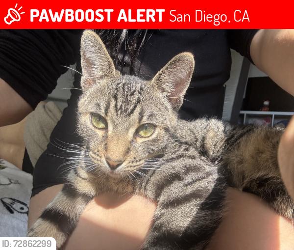 Lost Male Cat last seen Near churchward street, San Diego, CA 92114