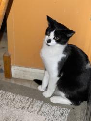 Lost Male Cat last seen Between 9th ave and 20th Ave on Sand Pit Rd, Oshkosh, WI 54904