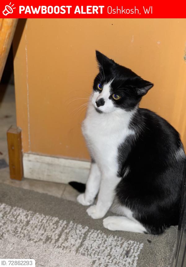 Lost Male Cat last seen Between 9th ave and 20th Ave on Sand Pit Rd, Oshkosh, WI 54904
