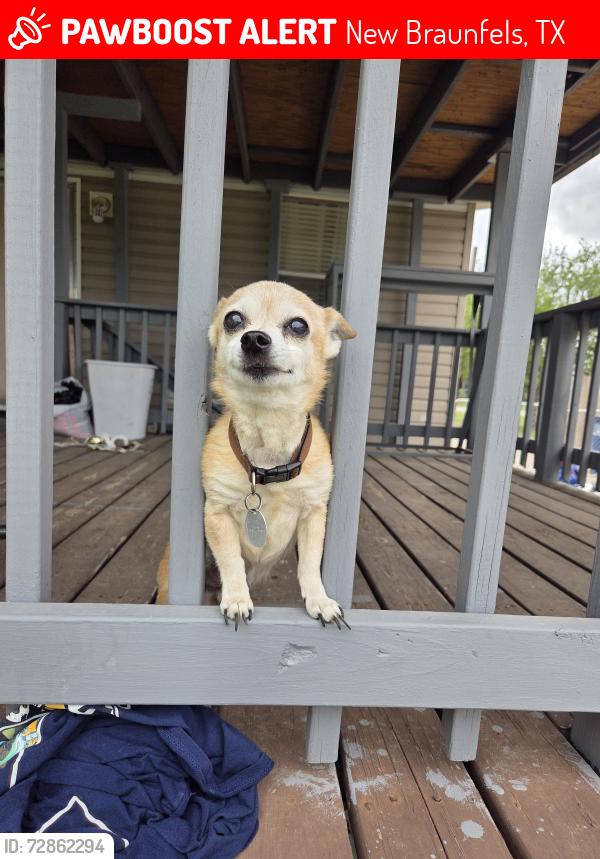 Lost Male Dog last seen Johnson st and altwein ln, New Braunfels, TX 78130