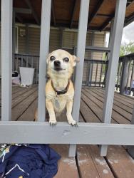 Lost Male Dog last seen Johnson st and altwein ln, New Braunfels, TX 78130