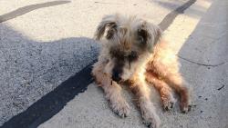 Found/Stray Unknown Dog last seen Robertson, Cook, Denton, TX 76206