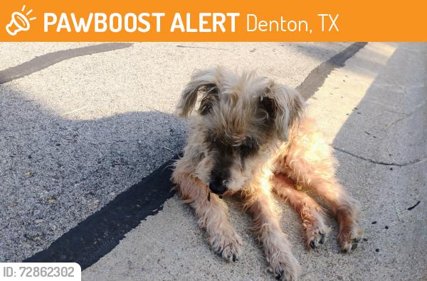 Found/Stray Unknown Dog last seen Robertson, Cook, Denton, TX 76206