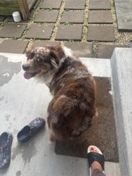Found/Stray Female Dog last seen Ridge lake /49th st. , Metairie, LA 70001