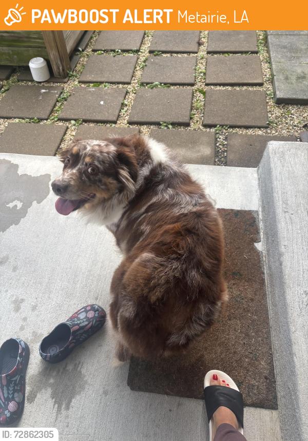 Found/Stray Female Dog last seen Ridge lake /49th st. , Metairie, LA 70001