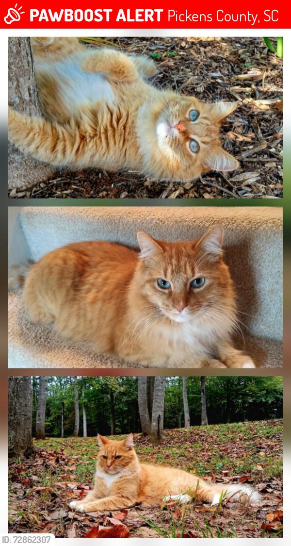 Lost Male Cat last seen Hunters Paradise Ct., Pickens County, SC 29661