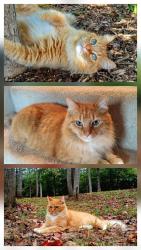 Lost Male Cat last seen Hunters Paradise Ct., Pickens County, SC 29661