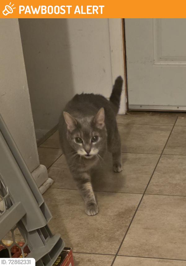Found/Stray Female Cat last seen 9th Ave and Drexel off of HWY 32, South Milwaukee, WI 53172