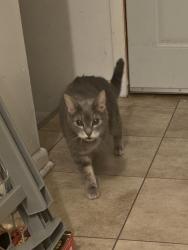 Found/Stray Female Cat last seen 9th Ave and Drexel off of HWY 32, South Milwaukee, WI 53172
