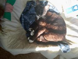 Lost Male Cat last seen County Rd and Sleepy Hollow Rd, Waynesville, NC 28786