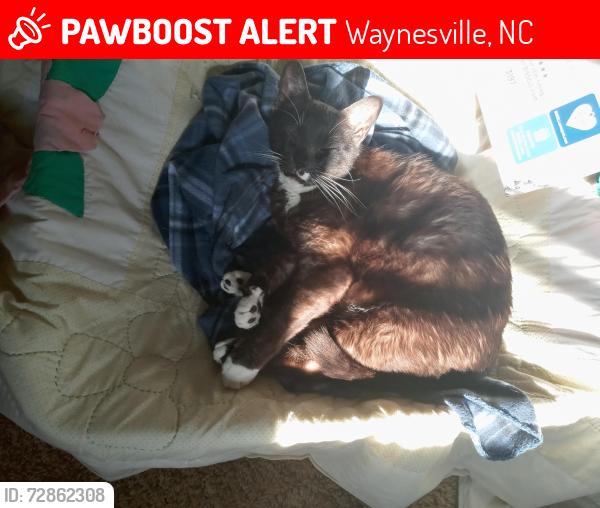 Lost Male Cat last seen County Rd and Sleepy Hollow Rd, Waynesville, NC 28786