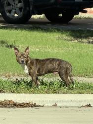Found/Stray Male Dog last seen Autumncrest and Parkstone way, Dallas, TX 75249