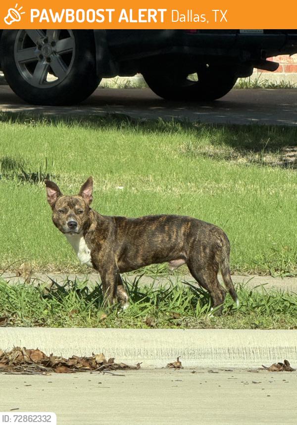 Found/Stray Male Dog last seen Autumncrest and Parkstone way, Dallas, TX 75249