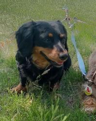 Reunited Female Dog last seen clyde park and 36th, Wyoming, MI 49509