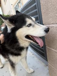 Found/Stray Unknown Dog last seen Arroyo mesa neighborhood, Henderson, NV 89074