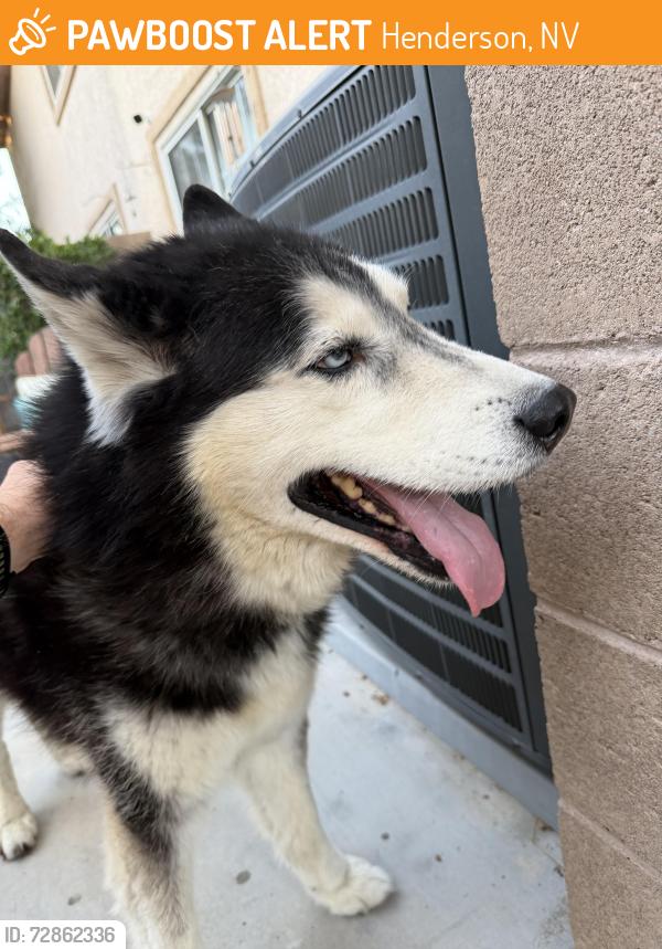 Found/Stray Unknown Dog last seen Arroyo mesa neighborhood, Henderson, NV 89074
