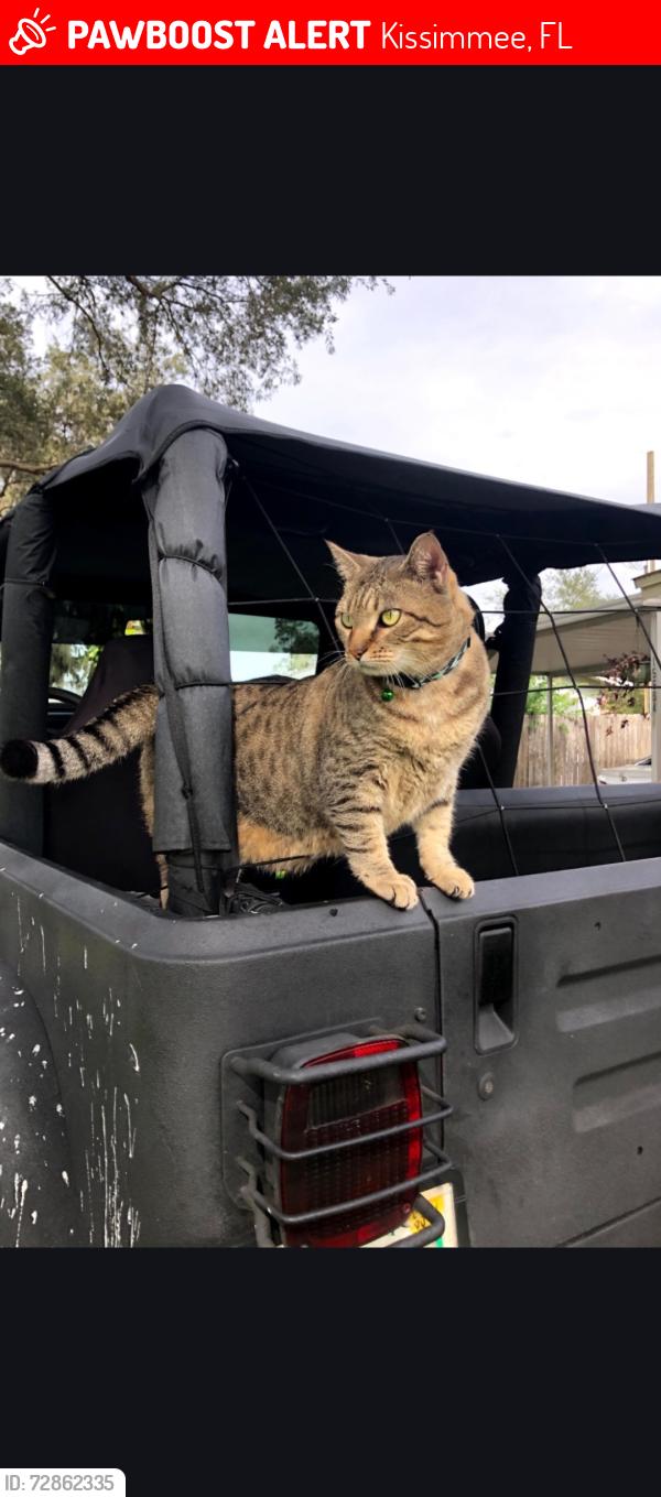 Lost Male Cat last seen Cross prairie/ Neptune rd, Kissimmee, FL 34744