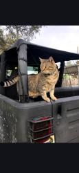 Lost Male Cat last seen Cross prairie/ Neptune rd, Kissimmee, FL 34744