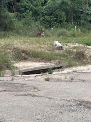 Found/Stray Unknown Dog last seen Rudman park under bridge by Old Woodcreek Vuildimg, Tyler, TX 75702