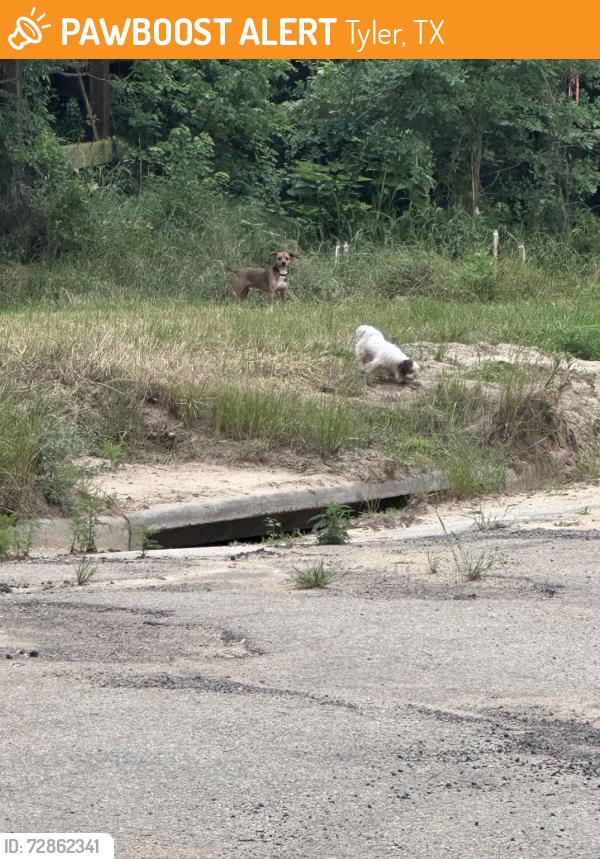 Found/Stray Unknown Dog last seen Rudman park under bridge by Old Woodcreek Vuildimg, Tyler, TX 75702