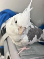 Lost Female Bird last seen Plan tree dr, Upland, CA 91784