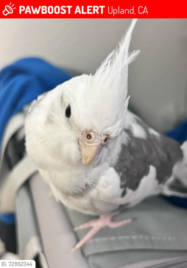Lost Female Bird last seen Plan tree dr, Upland, CA 91784