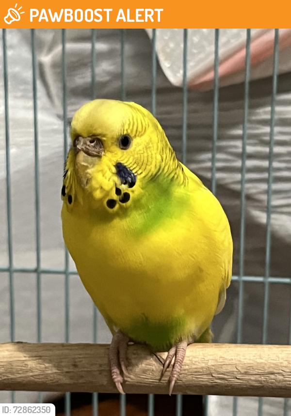 Found/Stray Female Bird last seen Kadabra Dr., Bear Creek Meadows, TX 77449
