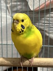 Found/Stray Female Bird last seen Kadabra Dr., Bear Creek Meadows, TX 77449